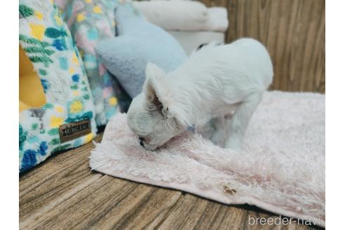 成約済の兵庫県のチワワ(ロングコート)-157036の5枚目